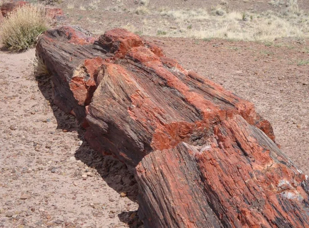 Does Petrified Wood Have Any Value