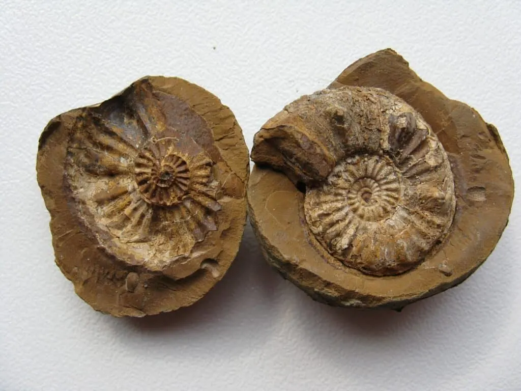 Non-petrified fossils rockhounding