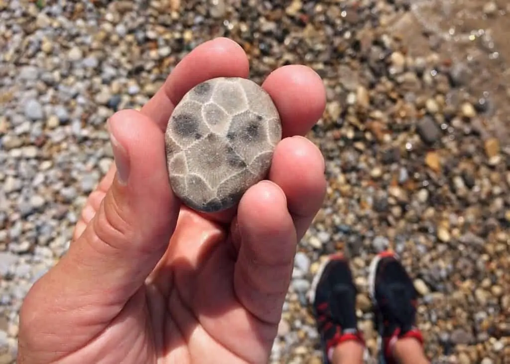 Where to Find Petoskey Stones in Michigan?