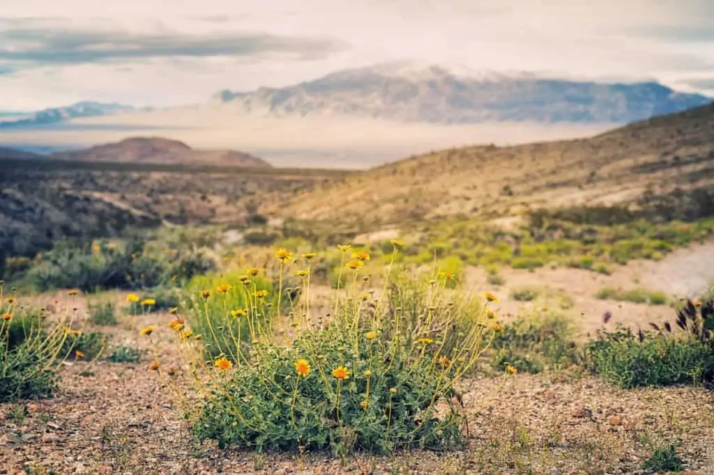 Best Rockhounding Locations in Nevada