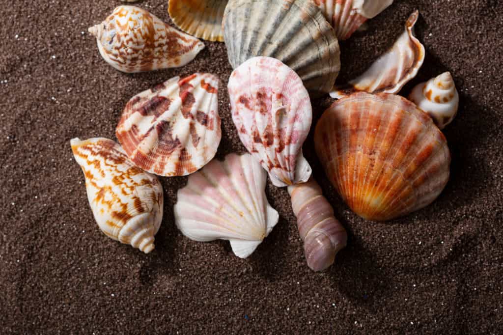 Hawaii Is a Great Place for Finding Seashells
