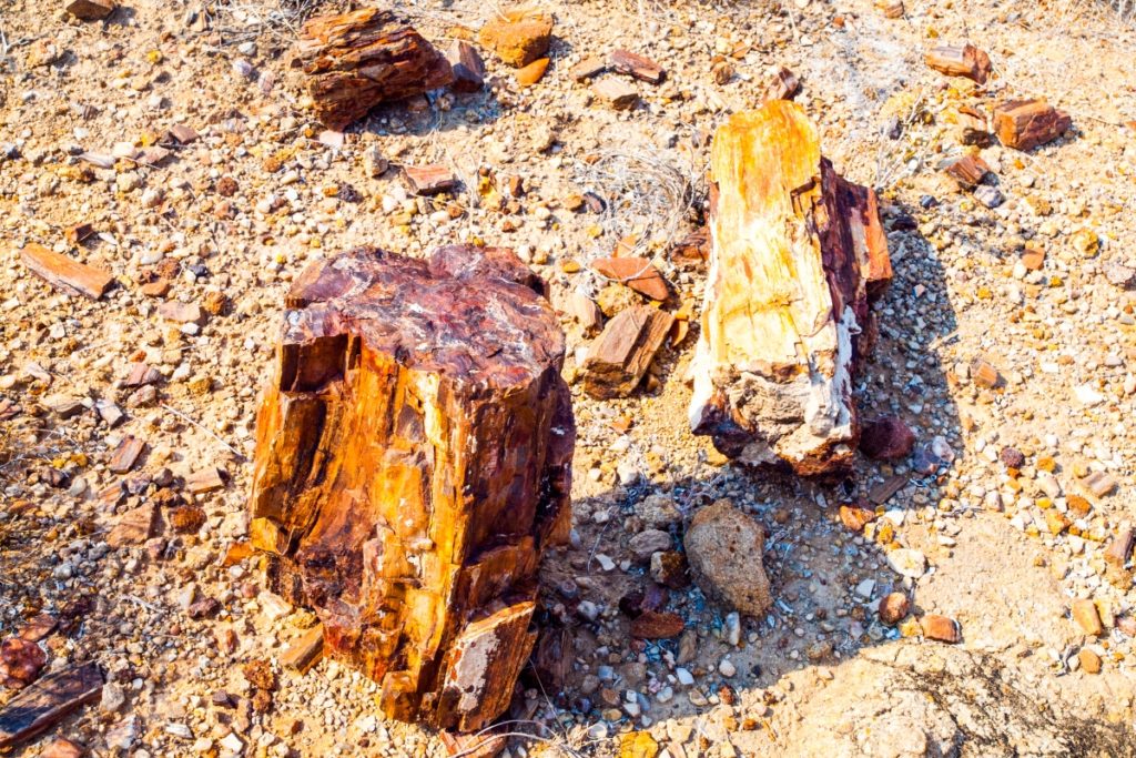 Where to Find Petrified Wood in the US