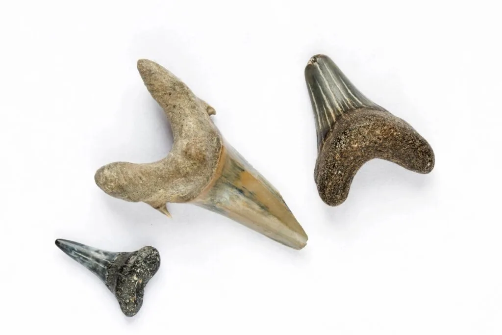 Fossilized shark teeth